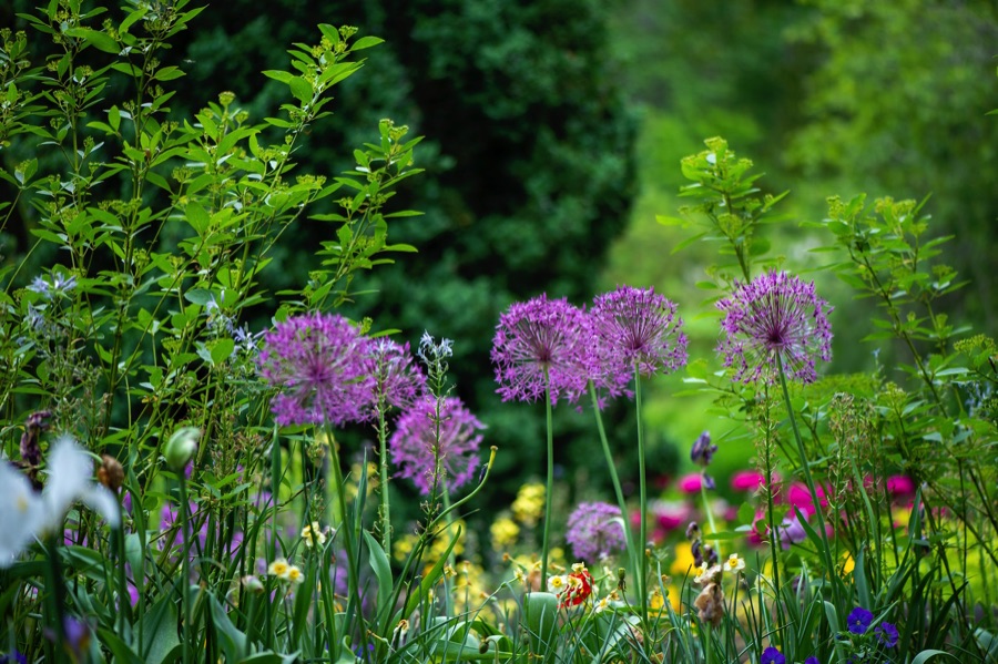 Colourful flowers in a garden